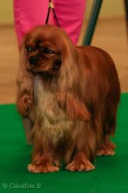 Graine De Star Elevage Du Jardin De Claire King Charles Spaniel Dog Lovers Cavalier King Charles
