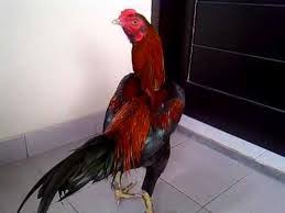 See more of buntel mayit on facebook. Ayam Suro Bantalan Mayit Cara Golden
