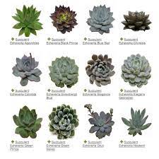 Succulents A Plant Guide My Soulful Home Succulents Plants Plant Guide