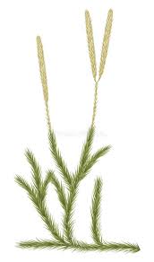 Image result for Lycopodiaceae