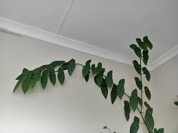 Image result for Begonia kisuluana