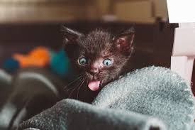 Many older cats have never been around kittens before and often can be. The Complete Guide To 6 Week Old Kittens Live Long And Pawspurr