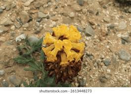 Image result for Cistanche tinctoria