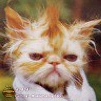 Animalele de companie ne oferă o sumedenie dar uneori logica lor este aproape imposibil de înțeles! Poze Blog Poze Haioase Cu Animale