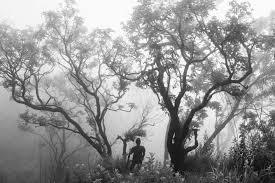 Check spelling or type a new query. Hutan Musim Mengenal Lahan Ekstrem Di Daerah Tropis Cifor Forests News