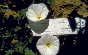 Others will partner with a local vendor on. Field Bindweed Invasive Species Program Nebraska