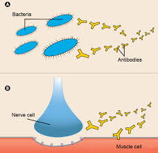 Diseases Mg Causes Inheritance Muscular Dystrophy Association