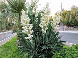 Yucca Gloriosa Spanish Dagger World Of Succulents Yucca Gloriosa Blooming Succulents Plants