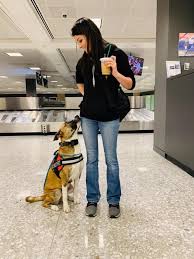 Maybe you would like to learn more about one of these? Off Leash K9 Training Of Seattle Dog Obedience Training Behavior Modification