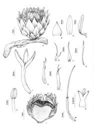 Image result for Thonningia