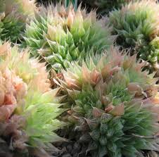 Image result for Haworthia mix