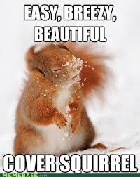 You D Be Nuts Not To Use It Squirrel Funny Funny Animal Pictures Funny Animal Memes