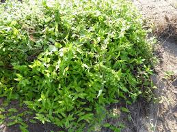 Image result for Commelina nigritana