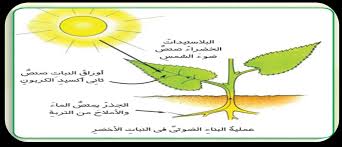 اهميه ضوء الشمس للكائنات الحيه