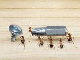 Carpenter ants get their name from their nest building, where they will excavate the wood and form smooth tunnels inside of the wood. How To Destroy A Carpenter Ant Nest Elite Pest Control