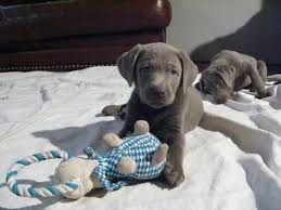 They are up to date on shots, very friendly with kids and other pets come with paperwork Silver Labrador Puppies In Des Moines Iowa Akc For Sale In Omaha Nebraska Classified Americanlisted Com