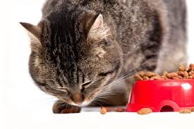 We have ranked the ten best dry cat foods based on user reviews from around the web. Best Dry Cat Food Reviews 2021 Our Top 5 Picks