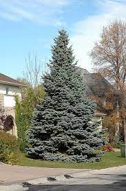 Colorado blue spruce evergreen trees aren't just for the mountains. Pin On Gardens