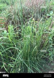 Image result for Elionurus tripsacoides