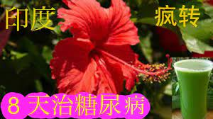 朱槿叶 大红花叶 治糖尿病 一步一步做给你看 hibiscus leaf tea hibiscus tea hibiscus leaves hibiscus