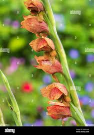 Image result for Gladiolus dalenii