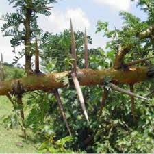 Image result for Acacia pilispina