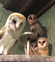 表参道・原宿にあるフクロウカフェならふくろうマジック