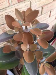 Kalanchoe Orgyalis In 2020 Plants Education Succulents Indoor Plants