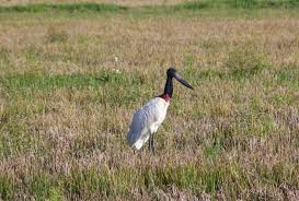 Grab Your Binoculars It S Christmas Bird Count Season In Costa Rica Bird Christmas Bird Tallest Bird