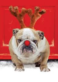 Pin By Brandy Fryklund On Christmas Christmas Dog Funny Animals Cute Animals