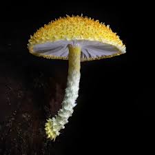 Image result for Aspilia natalensis