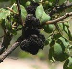 Image result for Dalbergia nitidula