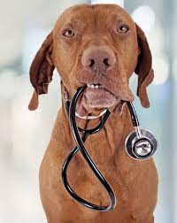 Weekend availability is a must.…. Home Veterinarian In San Jose Ca Ark Veterinary Care