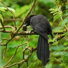 Image result for Kyllinga robinsoniana