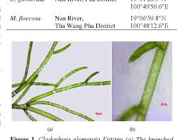Image result for Microchloa altera