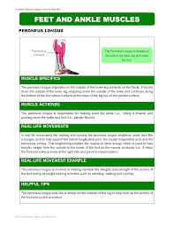 Feet And Ankle Muscles Reference Charts Article Ptonthenet