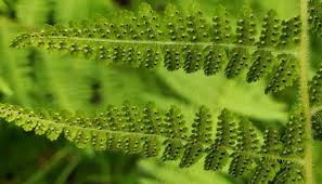 Image result for Dennstaedtiaceae