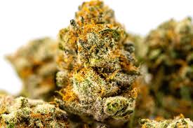 Buy yellow sticky traps and get the best deals at the lowest prices on ebay! Why Is Some Weed Sticky Piece Of Mind Cannabis