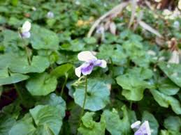 Image result for Zygophyllum cuneifolium