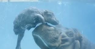 Yahoo News On Twitter Baby Hippo San Diego Zoo Cute Hippo