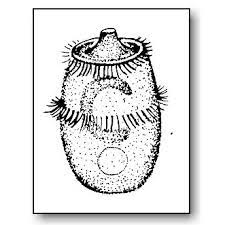 Check spelling or type a new query. Didinium Microbus Microscope Educational Website