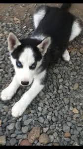 Husky house's goal is to place our orphans in permanent loving homes as they already have been abandoned once before by their prior dog experience a must to be considered for adoption. Beautiful Siberian Husky Puppy For Sale In Medford Oregon Classified Americanlisted Com