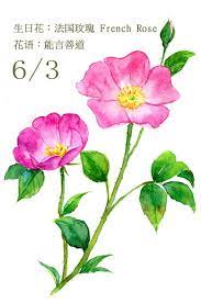 pin by carol simmons on 一日一花6月生日花 botanical painting painting art projects flower painting