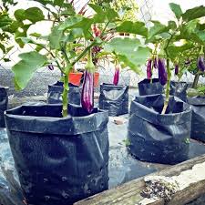Pelbagai bekas tanaman seperti pasu atau planter pelbagai saiz dan bentuk boleh dipilih untuk disesuaikan dan digunakan dalam tanaman pokok hiasan. Baja Tanaman Pasu Keliling Rumah 100 Larut Air Bahan Dari Garam Mineral Import Shopee Malaysia