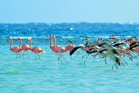 Birds Of The Bahamas Photos 19 Things To Do In The Bahamas Besides Atlantis The Bahamas Paradise Island Bahamas Bahamas Vacation Caribbean Vacations