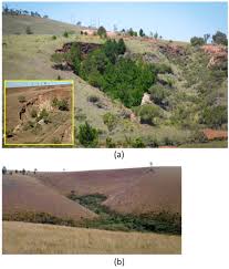 Image result for Kotschya strigosa