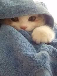 Listen Young Wizard Magic Is Dangerous You Must Use It Wisely Like To Fill Your Food Bowl Baby Animals Cute Animals Cute Baby Animals