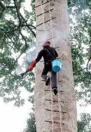 Google's free service instantly translates words, phrases, and web pages between english and over 100 other languages. Dahan Pokok In English Alkalemi