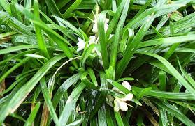 Image result for Ophiopogon