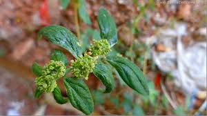 Image result for Euphorbiaceae
